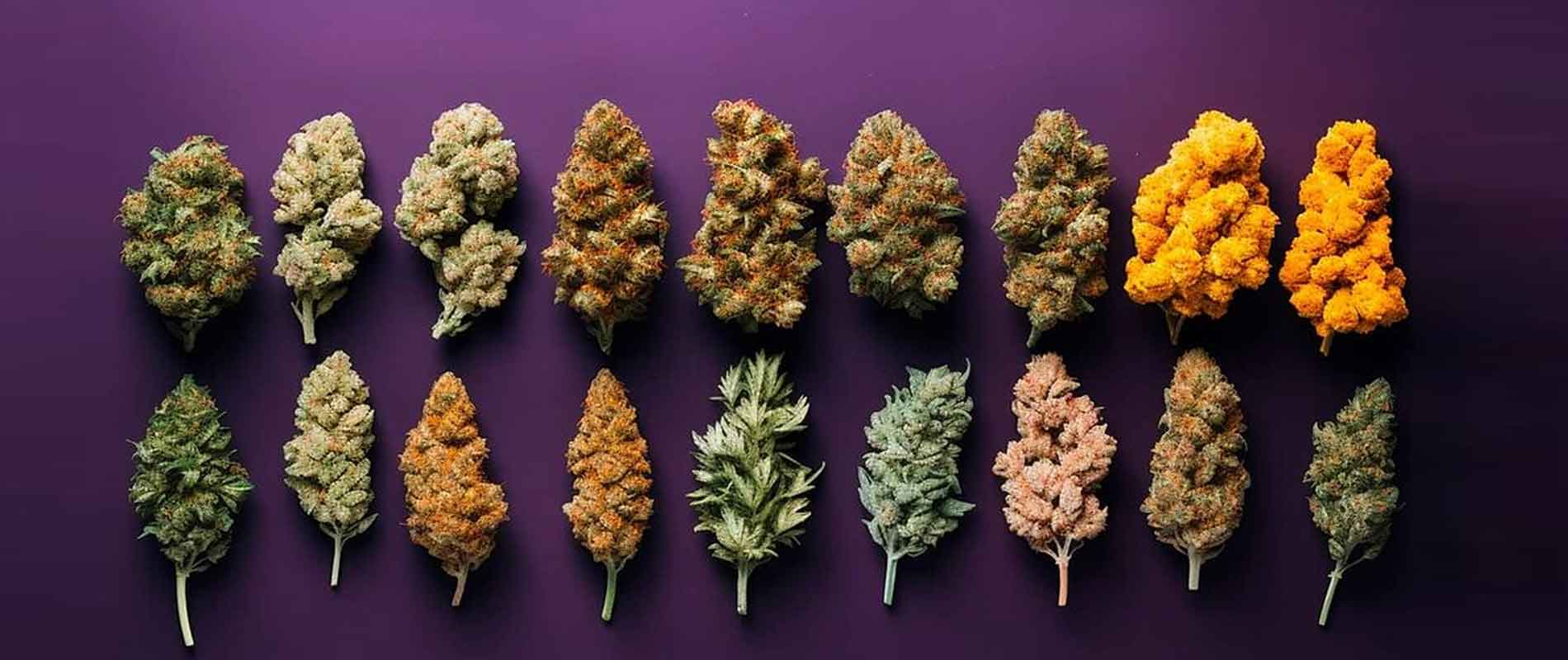 Indica vs Sativa Ramsey MN