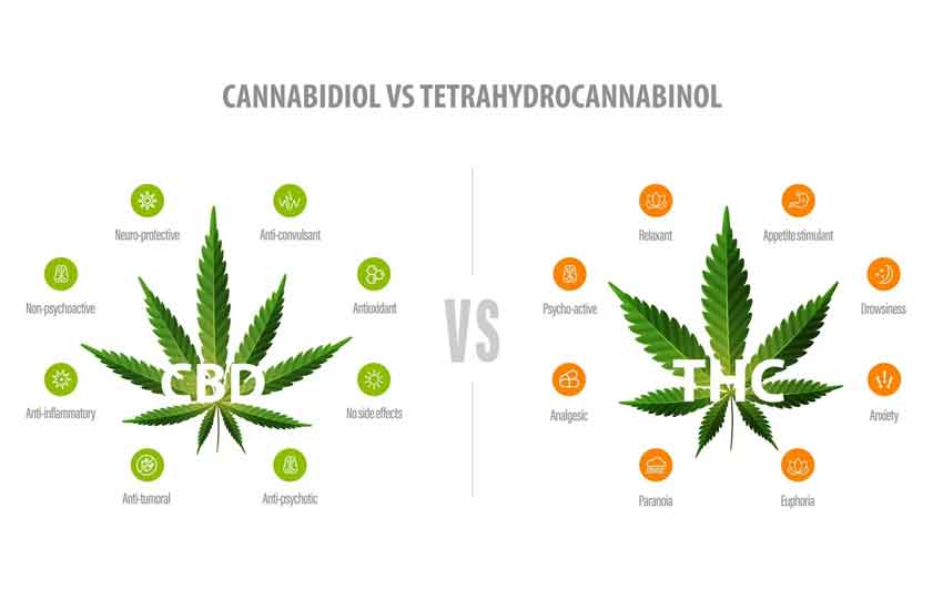 CBD vs THC Comparison